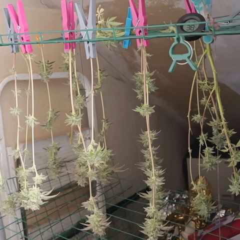 Gushers growlog timeline photo