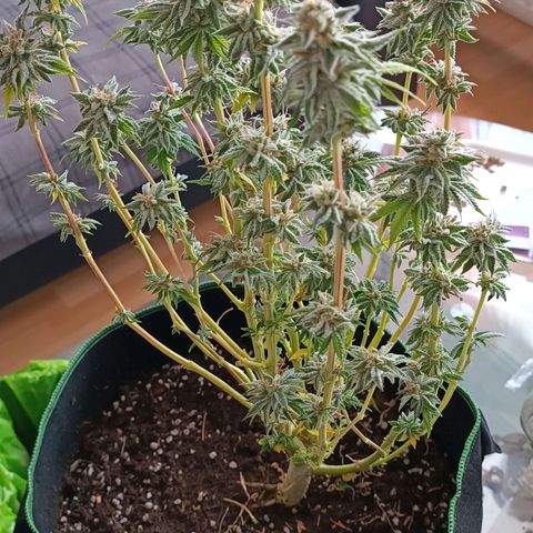 Wedding Crasher growlog timeline photo