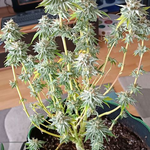 Wedding Crasher growlog timeline photo