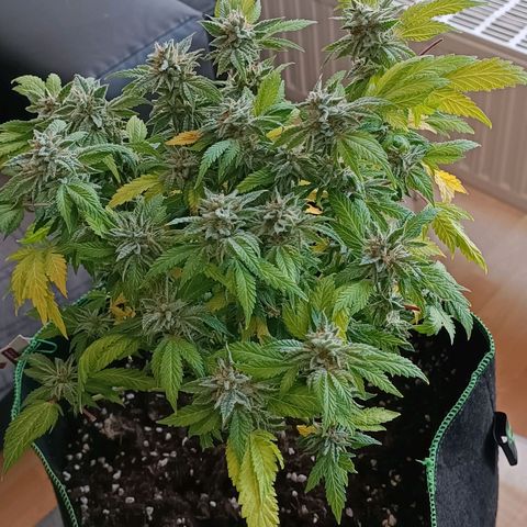 Wedding Crasher growlog timeline photo