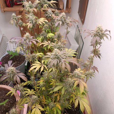 Royal Skywalker growlog timeline photo