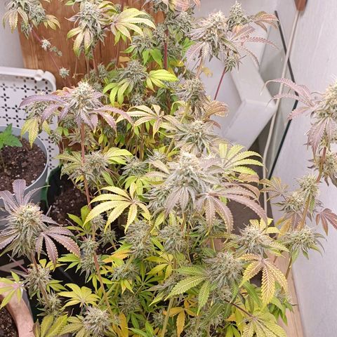 Royal Skywalker growlog timeline photo