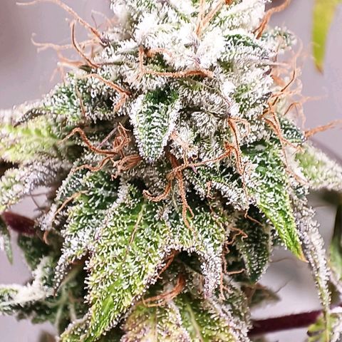 Royal Skywalker growlog timeline photo