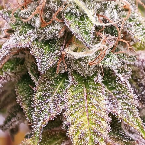 Royal Skywalker growlog timeline photo