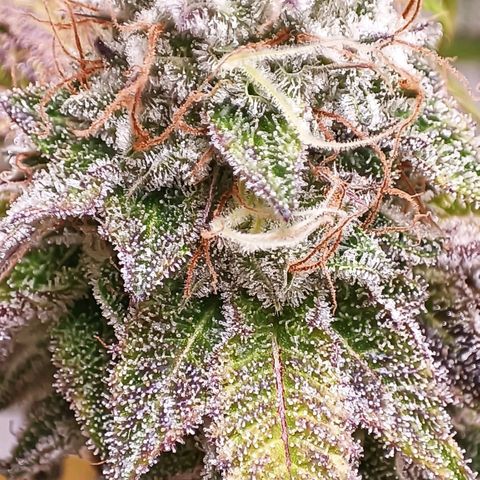 Royal Skywalker growlog timeline photo