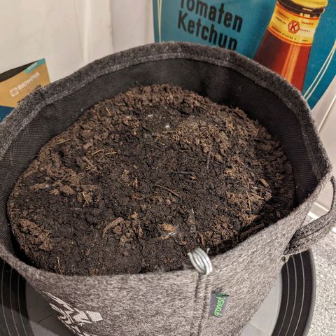 Northern Lights #1 growlog timeline photo