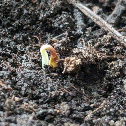 Northern Lights #1 growlog timeline photo