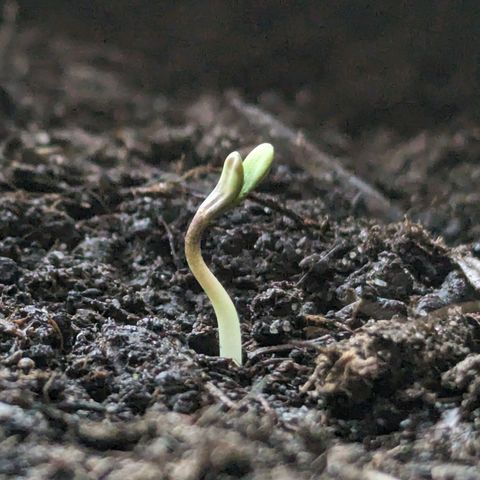 Northern Lights #1 growlog timeline photo