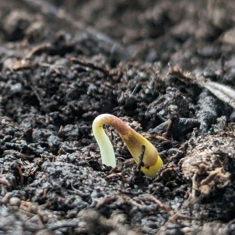 Northern Lights #1 growlog timeline photo