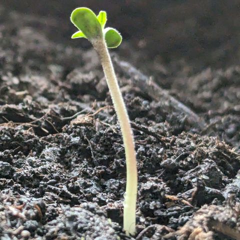 Northern Lights #1 growlog timeline photo