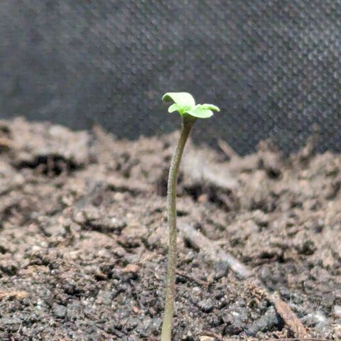 Northern Lights #1 growlog timeline photo