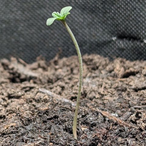 Northern Lights #1 growlog timeline photo