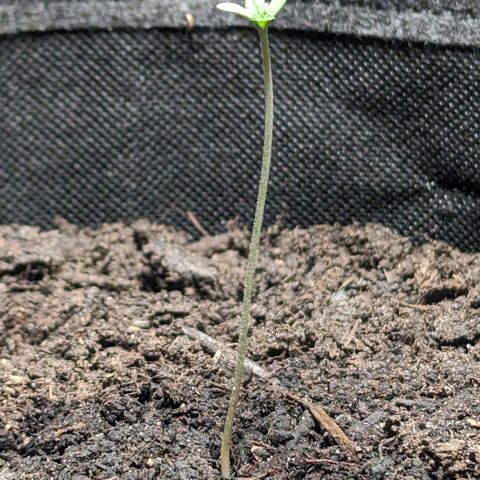 Northern Lights #1 growlog timeline photo