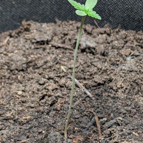 Northern Lights #1 growlog timeline photo