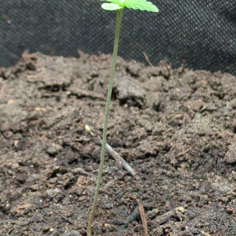 Northern Lights #1 growlog timeline photo