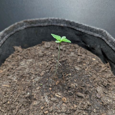 Northern Lights #1 growlog timeline photo