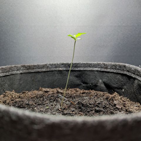 Northern Lights #1 growlog timeline photo