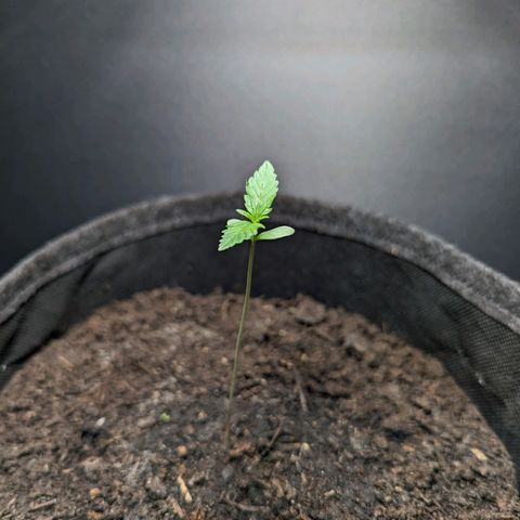 Northern Lights #1 growlog timeline photo