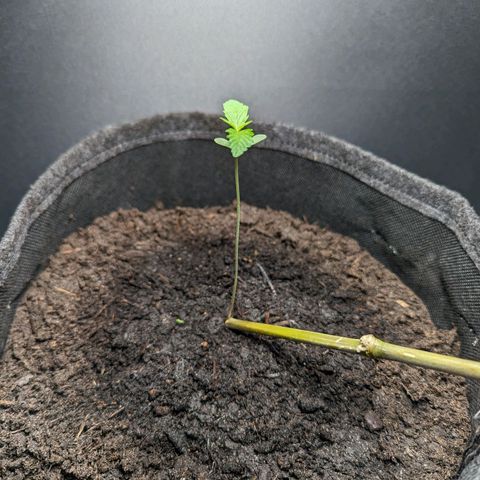 Northern Lights #1 growlog timeline photo