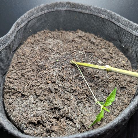 Northern Lights #1 growlog timeline photo