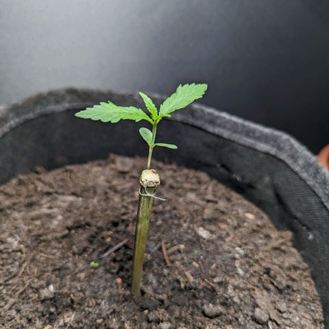 Northern Lights #1 growlog timeline photo