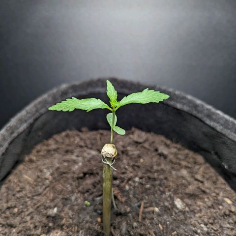 Northern Lights #1 growlog timeline photo