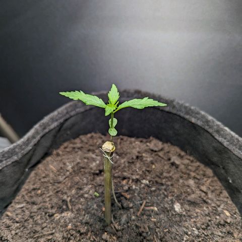 Northern Lights #1 growlog timeline photo
