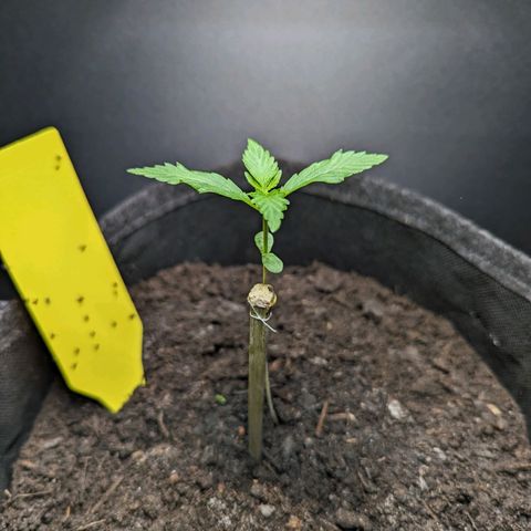 Northern Lights #1 growlog timeline photo