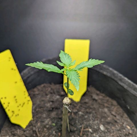 Northern Lights #1 growlog timeline photo