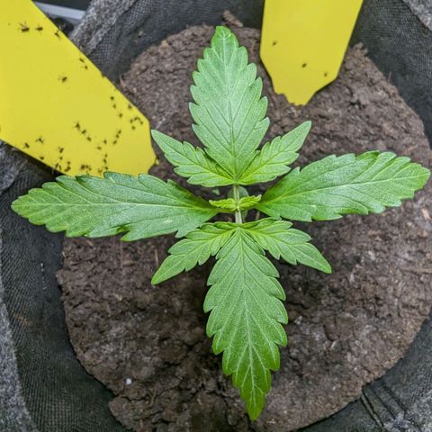 Northern Lights #1 growlog timeline photo