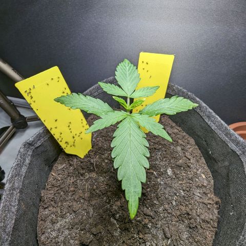 Northern Lights #1 growlog timeline photo