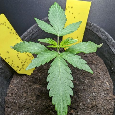Northern Lights #1 growlog timeline photo