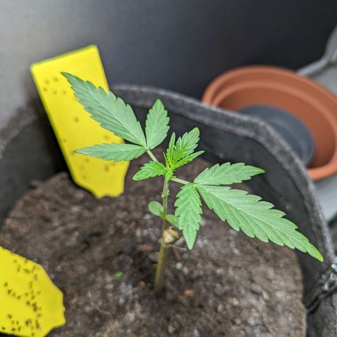 Northern Lights #1 growlog timeline photo