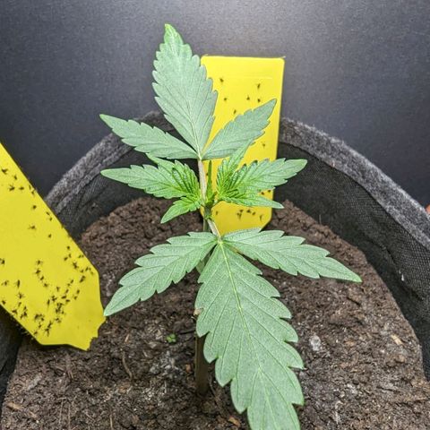 Northern Lights #1 growlog timeline photo