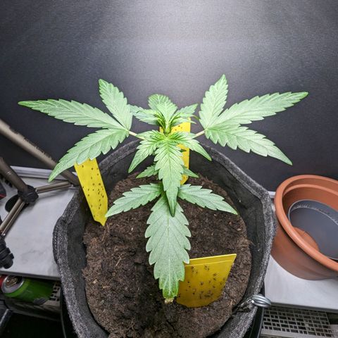 Northern Lights #1 growlog timeline photo