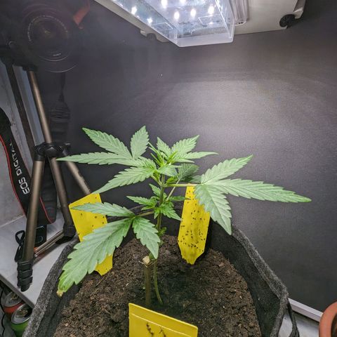 Northern Lights #1 growlog timeline photo
