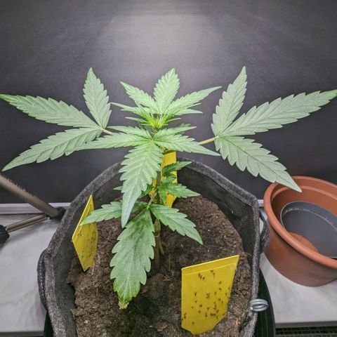 Northern Lights #1 growlog timeline photo