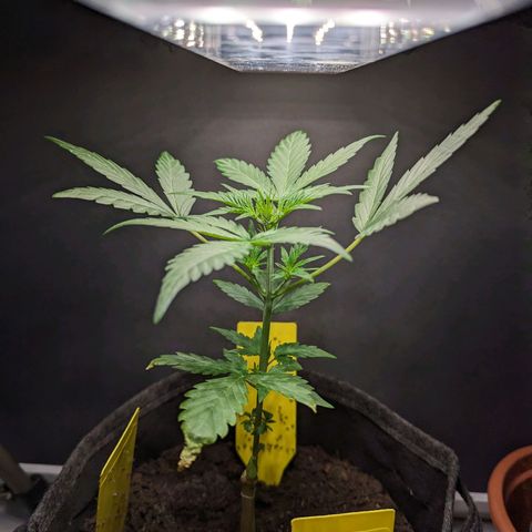 Northern Lights #1 growlog timeline photo