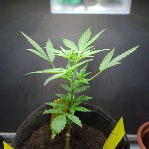 Northern Lights #1 growlog timeline photo