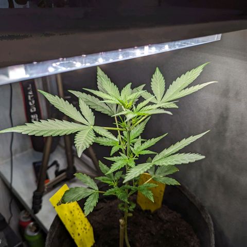 Northern Lights #1 growlog timeline photo