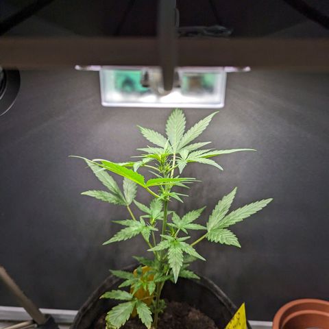 Northern Lights #1 growlog timeline photo