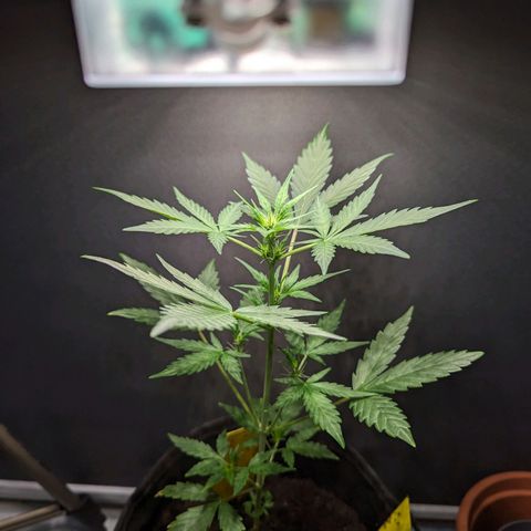 Northern Lights #1 growlog timeline photo