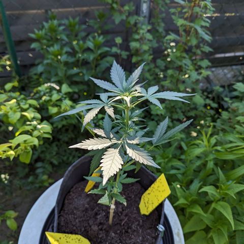 Northern Lights #1 growlog photo: 1. mal draußen