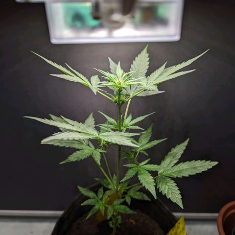 Northern Lights #1 growlog timeline photo