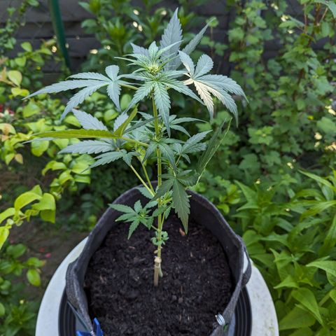Northern Lights #1 growlog photo: 2. mal draußen