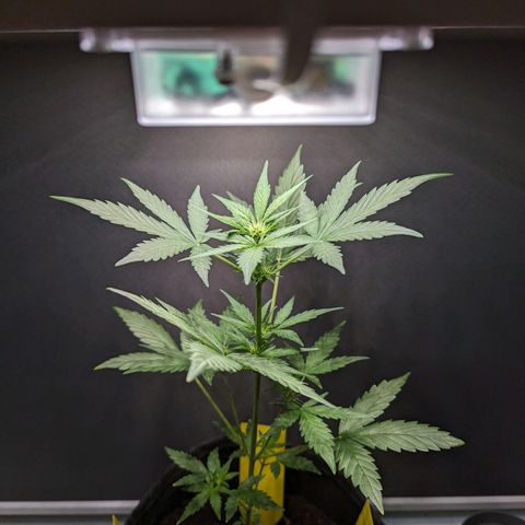 Northern Lights #1 growlog timeline photo
