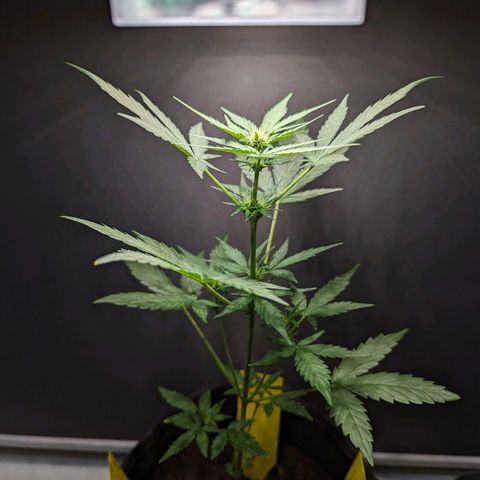 Northern Lights #1 growlog timeline photo