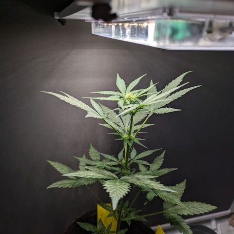 Northern Lights #1 growlog timeline photo