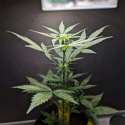 Northern Lights #1 growlog timeline photo