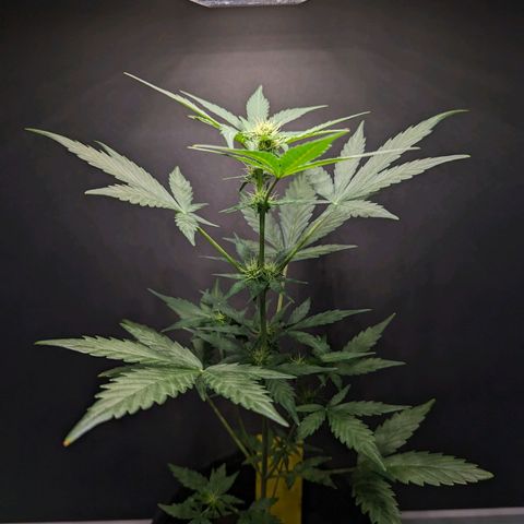 Northern Lights #1 growlog timeline photo
